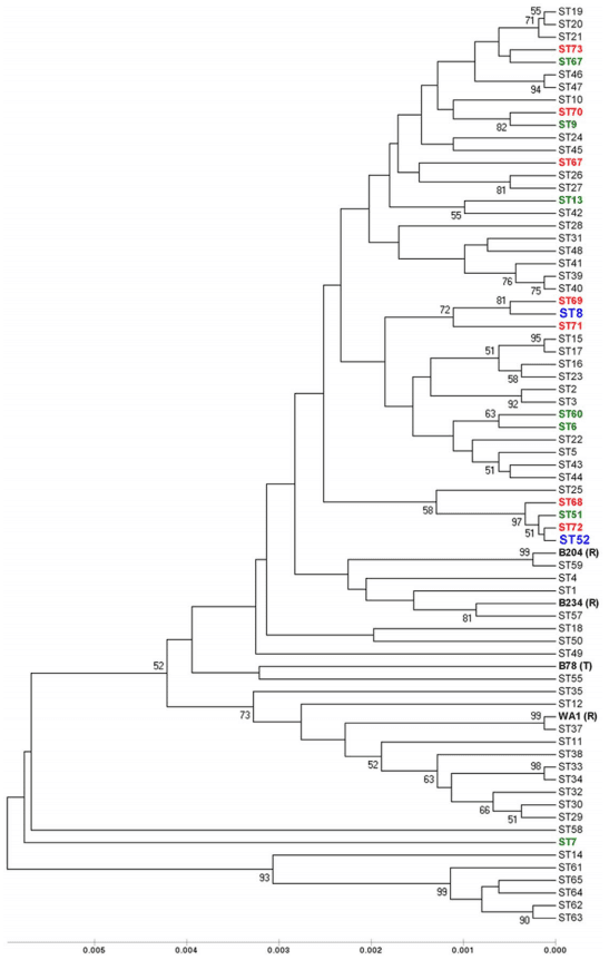 Dissemination of Clonal Groups of Brachyspira hyodysenteriae amongst Pig Farms in Spain, and Their Relationships to Isolates from Other Countries - Image 5