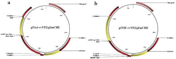 Viral proteins expressed in the protozoan parasite Eimeria tenella are detected by the chicken immune system - Image 1