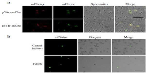 Viral proteins expressed in the protozoan parasite Eimeria tenella are detected by the chicken immune system - Image 4
