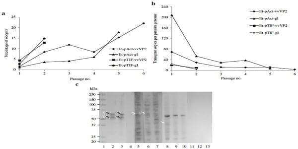 Viral proteins expressed in the protozoan parasite Eimeria tenella are detected by the chicken immune system - Image 6
