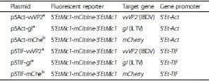 Viral proteins expressed in the protozoan parasite Eimeria tenella are detected by the chicken immune system - Image 2