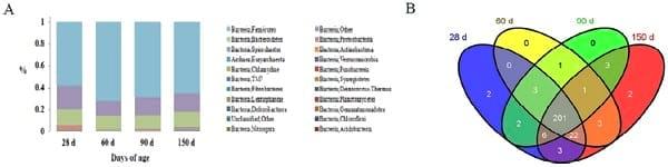 Dynamic Distribution of the Gut Microbiota and the Relationship with Apparent Crude Fiber Digestibility and Growth Stages in Pigs - Image 4