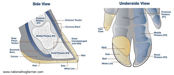 Sow lameness overview in the South African pig industry - Image 5