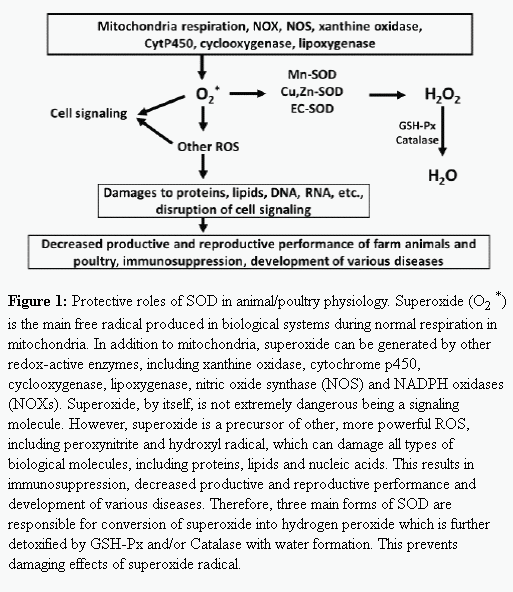 Antioxidant Systems in Poultry Biology: Superoxide Dismutase - Image 3