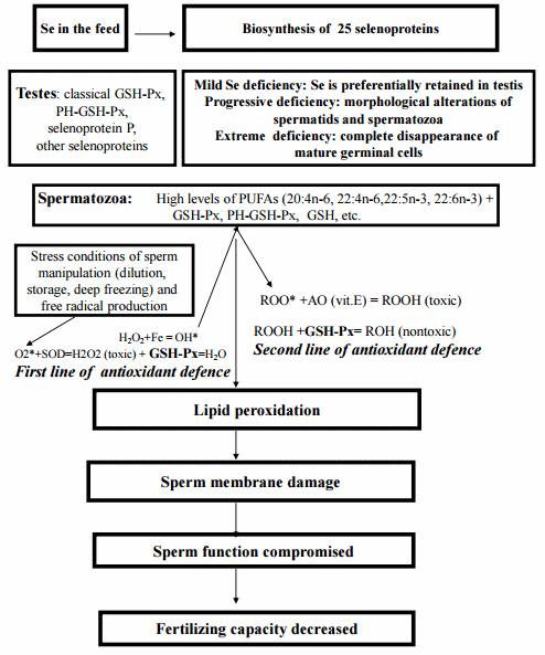 Selenium in Pig Nutrition and Reproduction: Boars and Semen Quality — A Review - Image 7