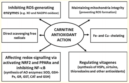 Antioxidant Action of Carnitine: Molecular Mechanisms and Practical Applications - Image 1