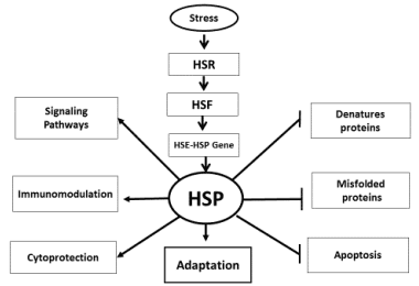 Antioxidant Systems in Poultry Biology: Heat Shock Proteins - Image 2