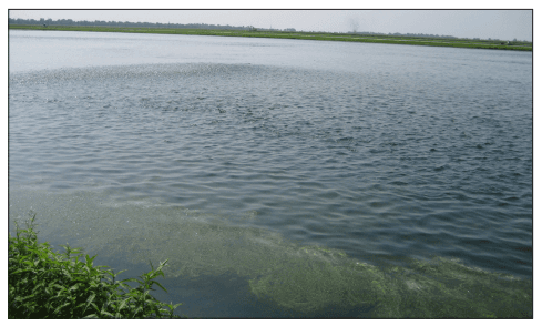 Hybrid Striped Bass: Pond Production of Food Fish - Image 1