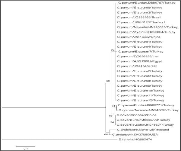 Prevalence of Cryptosporidiosis and Molecular Characterization of Cryptosporidium spp. in Calves in Erzurum - Image 2