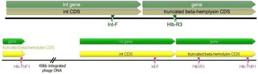 Comparative Prevalence of Immune Evasion Complex Genes Associated with ß-Hemolysin Converting Bacteriophages in MRSA ST5 Isolates from Swine, Swine Facilities, Humans with Swine Contact, and Humans with No Swine Contact - Image 3