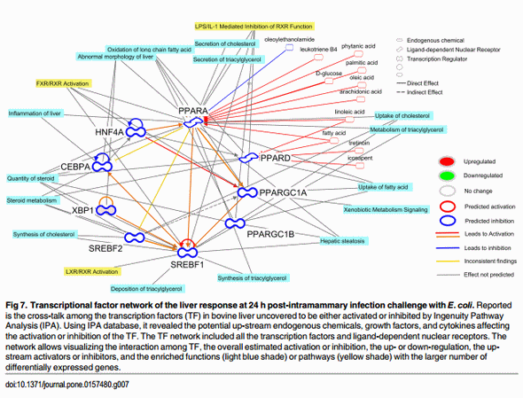 The Impact of Intramammary Escherichia coli Challenge on Liver and Mammary Transcriptome and Cross-Talk in Dairy Cows during Early Lactation Using RNAseq - Image 8