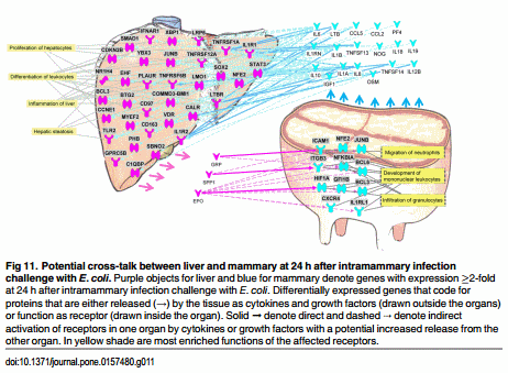 The Impact of Intramammary Escherichia coli Challenge on Liver and Mammary Transcriptome and Cross-Talk in Dairy Cows during Early Lactation Using RNAseq - Image 12