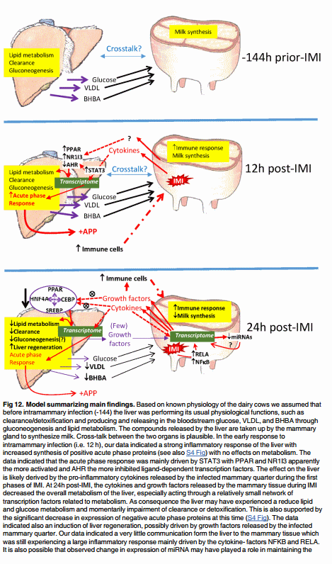 The Impact of Intramammary Escherichia coli Challenge on Liver and Mammary Transcriptome and Cross-Talk in Dairy Cows during Early Lactation Using RNAseq - Image 13