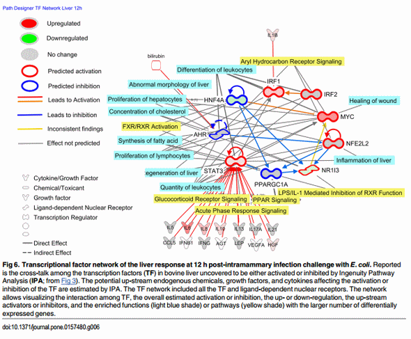 The Impact of Intramammary Escherichia coli Challenge on Liver and Mammary Transcriptome and Cross-Talk in Dairy Cows during Early Lactation Using RNAseq - Image 7