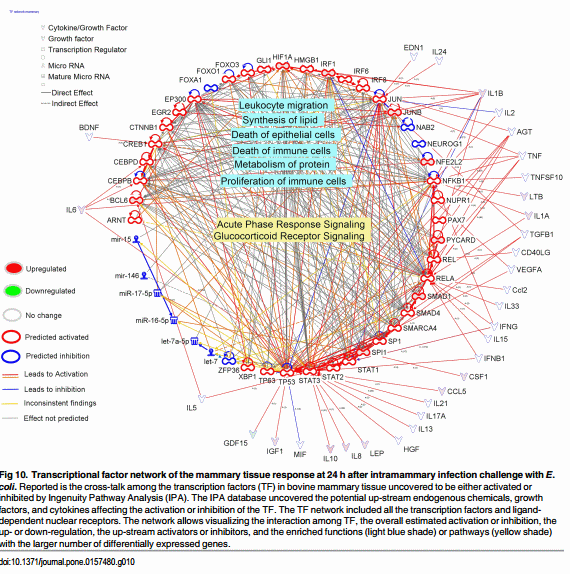 The Impact of Intramammary Escherichia coli Challenge on Liver and Mammary Transcriptome and Cross-Talk in Dairy Cows during Early Lactation Using RNAseq - Image 11