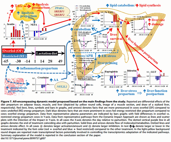 Integrative Analyses of Hepatic Differentially Expressed Genes and Blood Biomarkers during the Peripartal Period between Dairy Cows Overfed or Restricted-Fed Energy Prepartum - Image 7