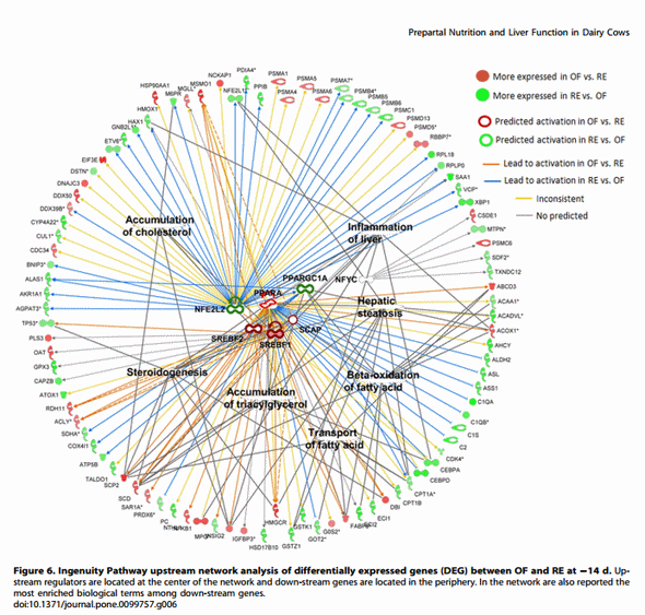 Integrative Analyses of Hepatic Differentially Expressed Genes and Blood Biomarkers during the Peripartal Period between Dairy Cows Overfed or Restricted-Fed Energy Prepartum - Image 6