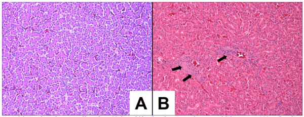 Effects of fumonisin B1 on selected biological responses and performance of broiler chickens - Image 7