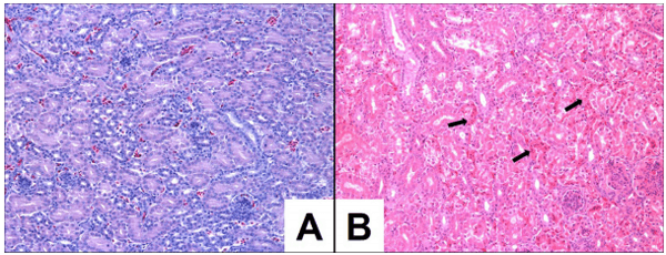 Effects of fumonisin B1 on selected biological responses and performance of broiler chickens - Image 8
