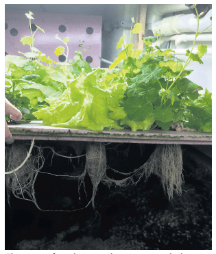 Developing Integrated Multi-Trophic Aquaculture systems for commercial salmon hatcheries - Image 3