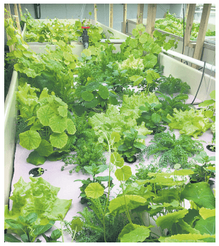 Developing Integrated Multi-Trophic Aquaculture systems for commercial salmon hatcheries - Image 5