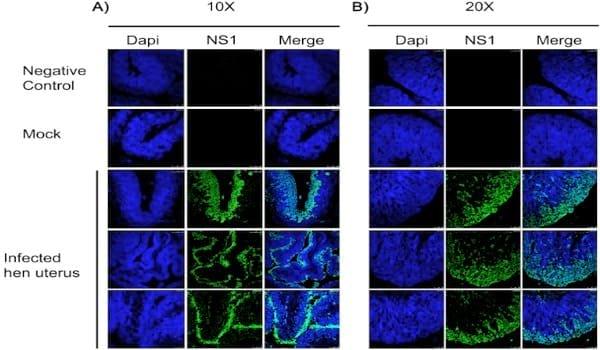Clinical observations and pathology of the reproductive tract associated with natural infection of an avian influenza (AI) virus in an AI vaccinated layer flock - Image 2