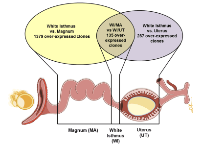 Identifying specific proteins involved in eggshell membrane formation using gene expression analysis and bioinformatics - Image 1