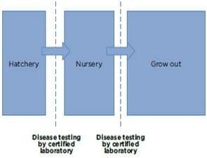Adapting to a new reality: Shrimp nurseries as the new normal - Image 3
