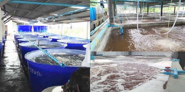 Adapting to a new reality: Shrimp nurseries as the new normal - Image 1