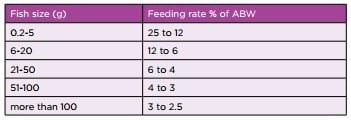 Bangladesh: Improving productivity of tilapia in ponds - Image 3