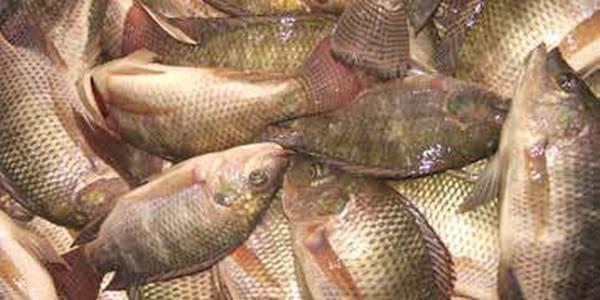 Bangladesh: Improving productivity of tilapia in ponds - Image 1