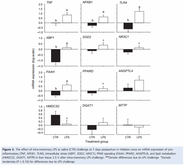 Acute mammary and liver transcriptome responses after an intramammary Escherichia coli lipopolysaccharide challenge in postpartal dairy cows - Image 4