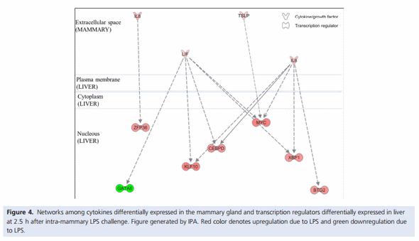 Acute mammary and liver transcriptome responses after an intramammary Escherichia coli lipopolysaccharide challenge in postpartal dairy cows - Image 5
