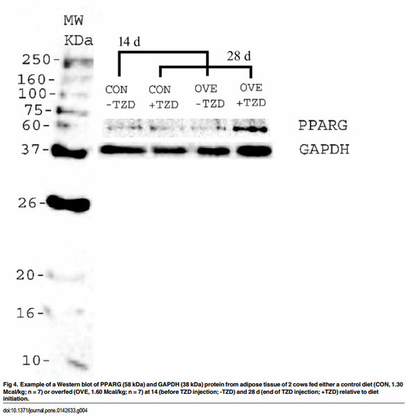 Insulin Sensitivity in Adipose and Skeletal Muscle Tissue of Dairy Cows in Response to Dietary Energy Level and 2,4-Thiazolidinedione (TZD) - Image 8