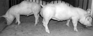 Vitamin D: its role in productivity and animal well-being - Image 1