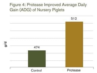 Piglets Have Allergies, Too - Image 4
