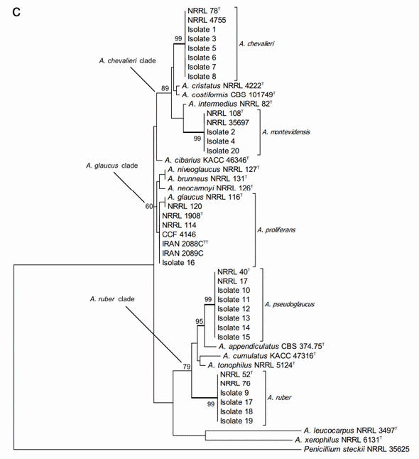 Taxonomic Characterization and Secondary Metabolite Profiling of Aspergillus Section Aspergillus Contaminating Feeds and Feedstuffs - Image 8
