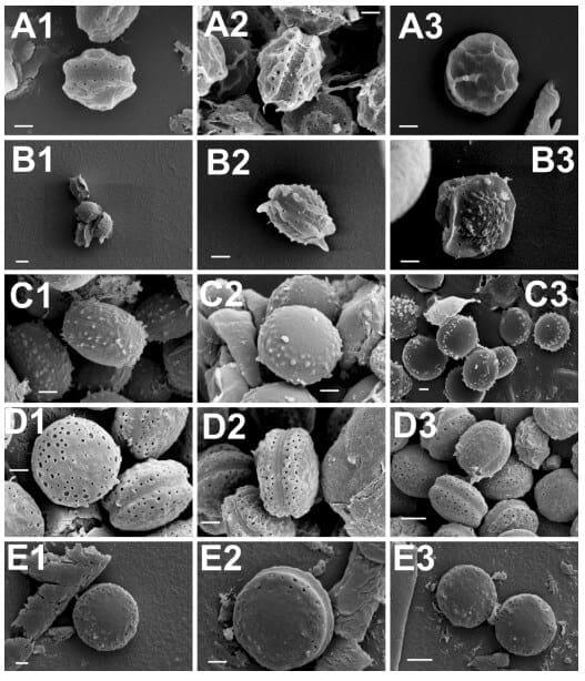 Taxonomic Characterization and Secondary Metabolite Profiling of Aspergillus Section Aspergillus Contaminating Feeds and Feedstuffs - Image 3