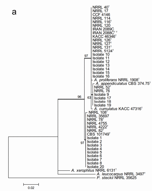 Taxonomic Characterization and Secondary Metabolite Profiling of Aspergillus Section Aspergillus Contaminating Feeds and Feedstuffs - Image 6