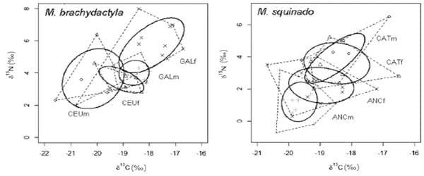 Consistent habitat segregation between sexes in the spider crabs Maja brachydactyla and Maja squinado (Brachyura), as revealed by stable isotopes - Image 6