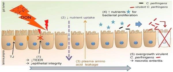 The Mycotoxin Deoxynivalenol Predisposes for the Development of Clostridium perfringens-Induced Necrotic Enteritis in Broiler Chickens - Image 7