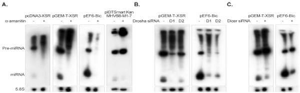 An Avian Retrovirus Uses Canonical Expression and Processing Mechanisms To Generate Viral MicroRNA - Image 3