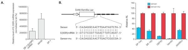 An Avian Retrovirus Uses Canonical Expression and Processing Mechanisms To Generate Viral MicroRNA - Image 4