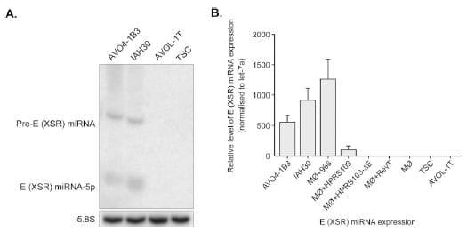 An Avian Retrovirus Uses Canonical Expression and Processing Mechanisms To Generate Viral MicroRNA - Image 2