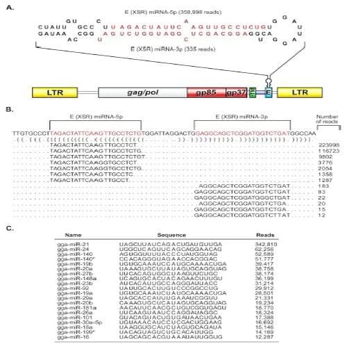 An Avian Retrovirus Uses Canonical Expression and Processing Mechanisms To Generate Viral MicroRNA - Image 1