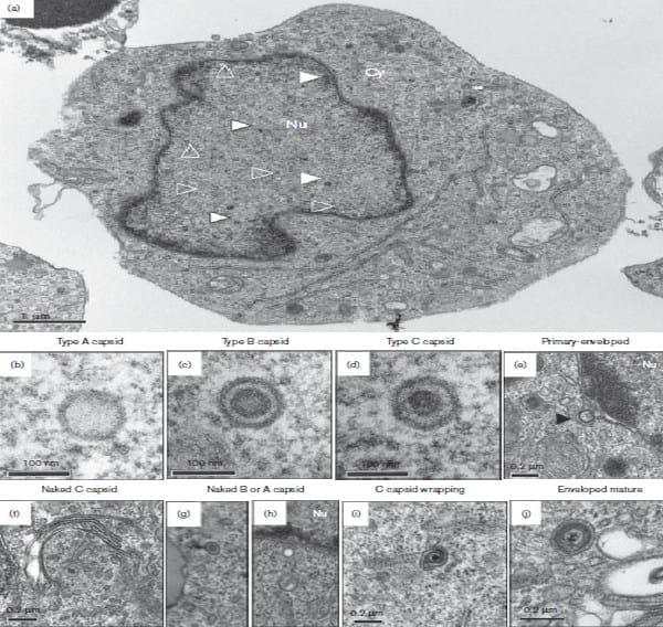 Marek’s disease virus undergoes complete morphogenesis after reactivation in a T-lymphoblastoid cell line transformed by recombinant fluorescent marker virus - Image 3