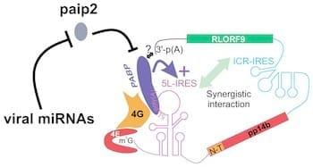Poly(A) Binding Protein 1 Enhances Cap-Independent Translation Initiation of Neurovirulence Factor from Avian Herpesvirus - Image 8
