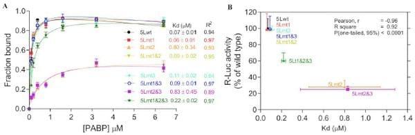 Poly(A) Binding Protein 1 Enhances Cap-Independent Translation Initiation of Neurovirulence Factor from Avian Herpesvirus - Image 2