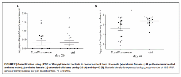 The Probiotic Butyricicoccus pullicaecorum Reduces Feed Conversion and Protects from Potentially Harmful Intestinal Microorganisms and Necrotic Enteritis in Broilers - Image 5