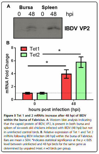 A B-cell targeting virus disrupts potentially protective genomic methylation patterns in lymphoid tissue by increasing global 5-hydroxymethylcytosine levels - Image 5